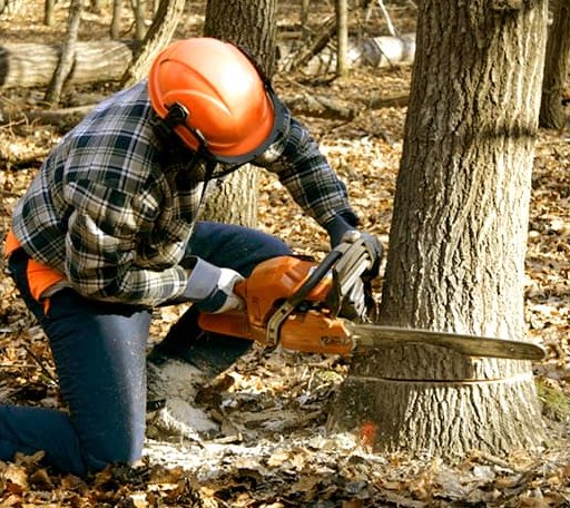 Tree Removal in Broadway, NC